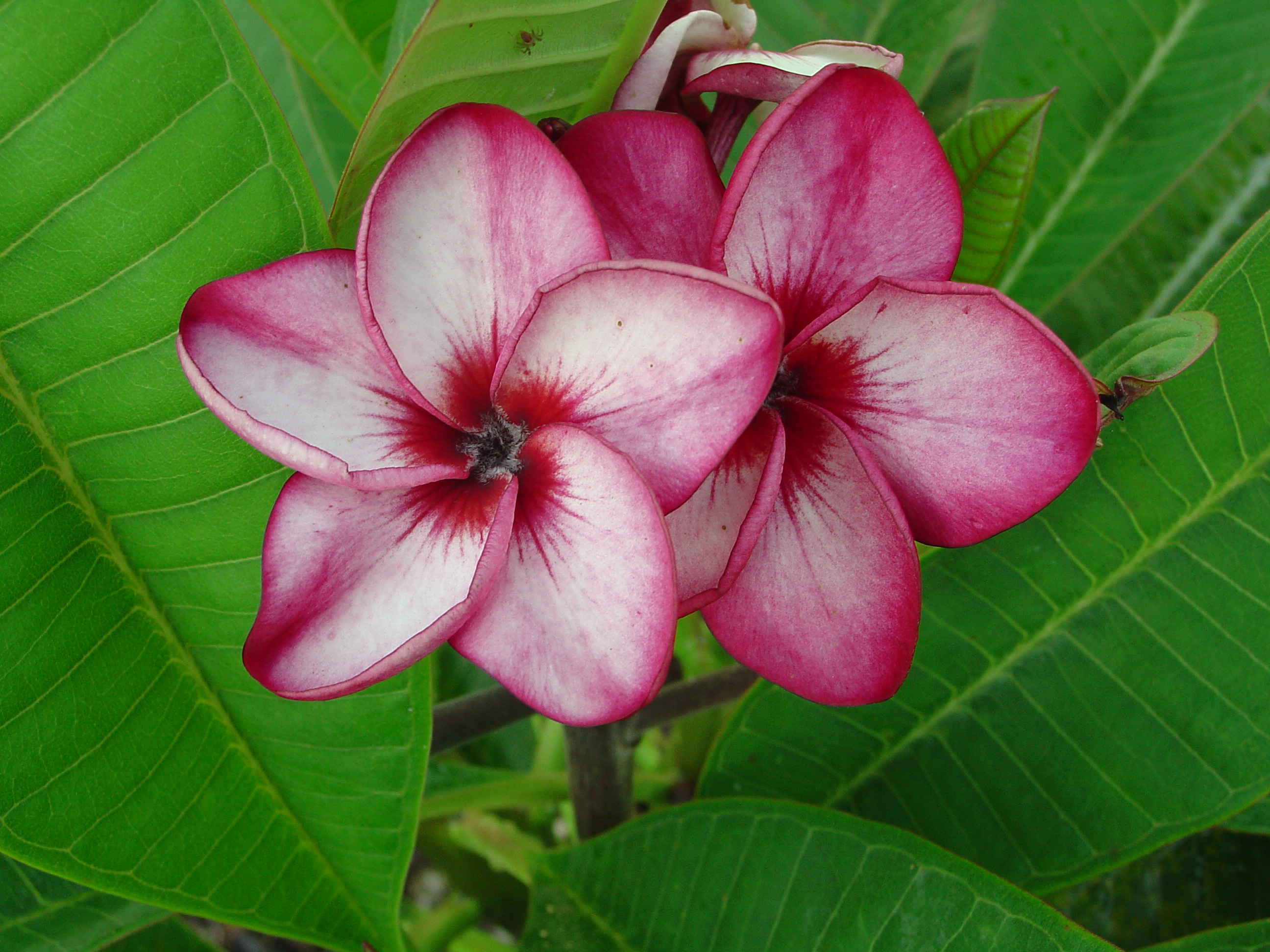 Thai Tornado plumeria photo