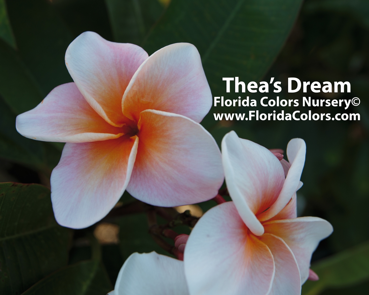 Thea’s Dream plumeria photo