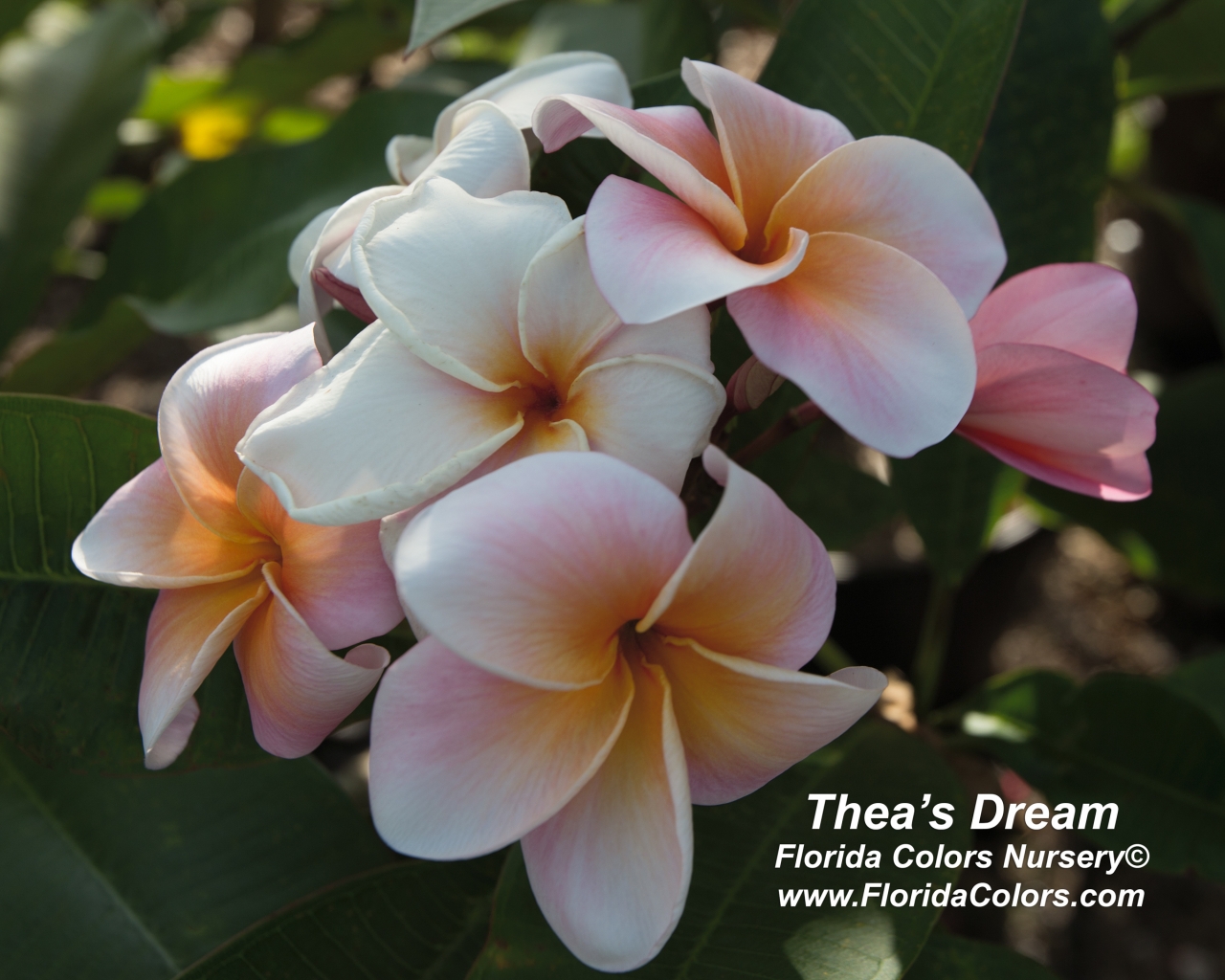 Thea's Dream plumeria photo