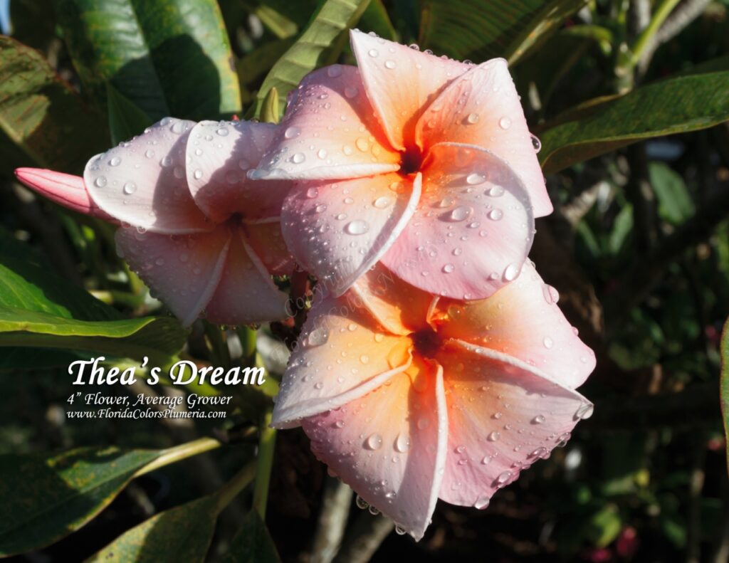 Thea’s Dream plumeria photo