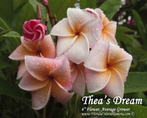 Thea's Dream plumeria photo