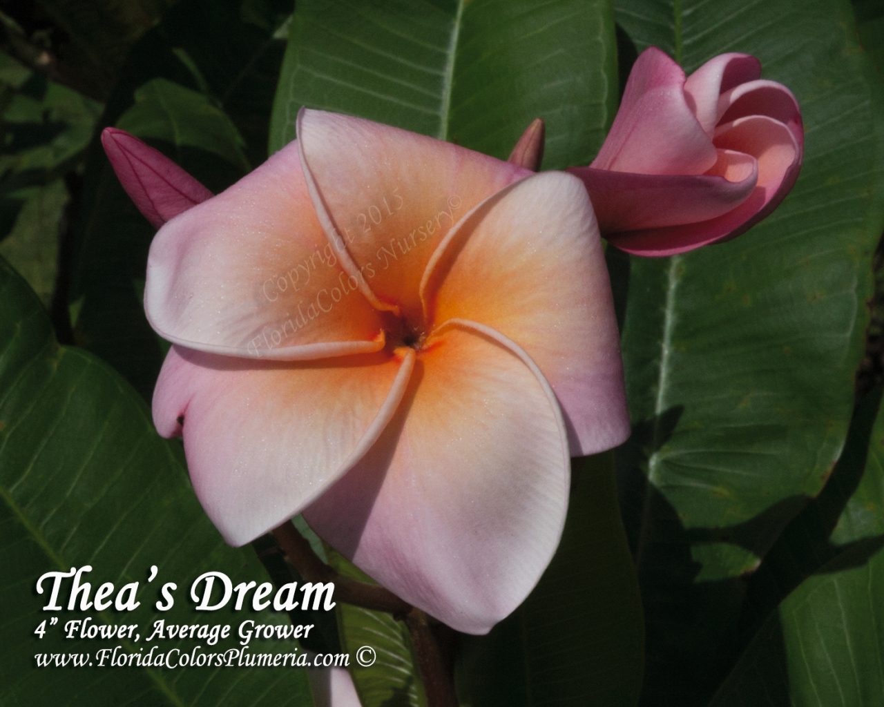 Thea's Dream plumeria photo