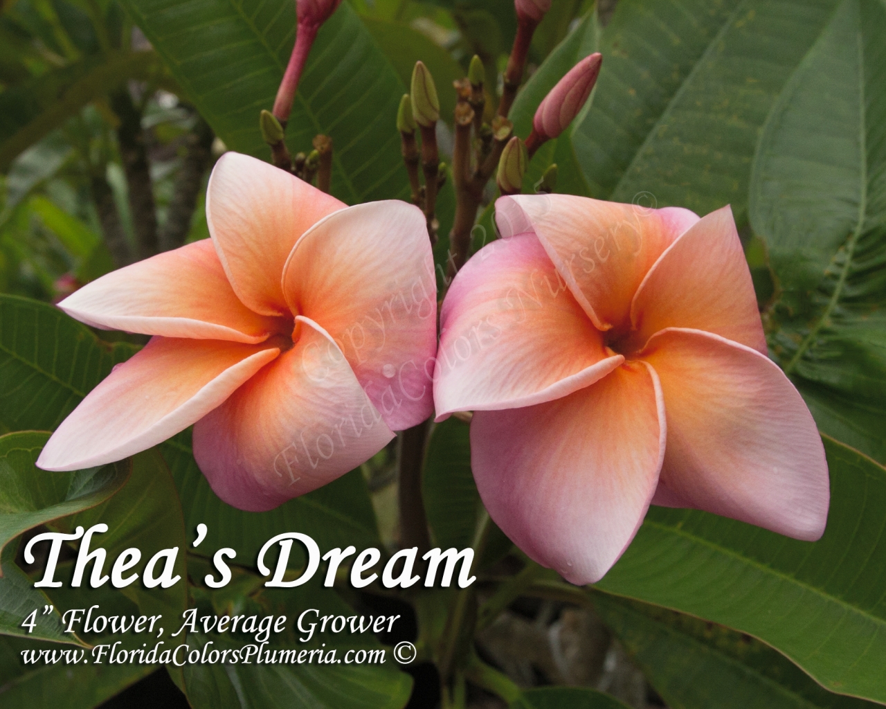 Thea's Dream plumeria photo