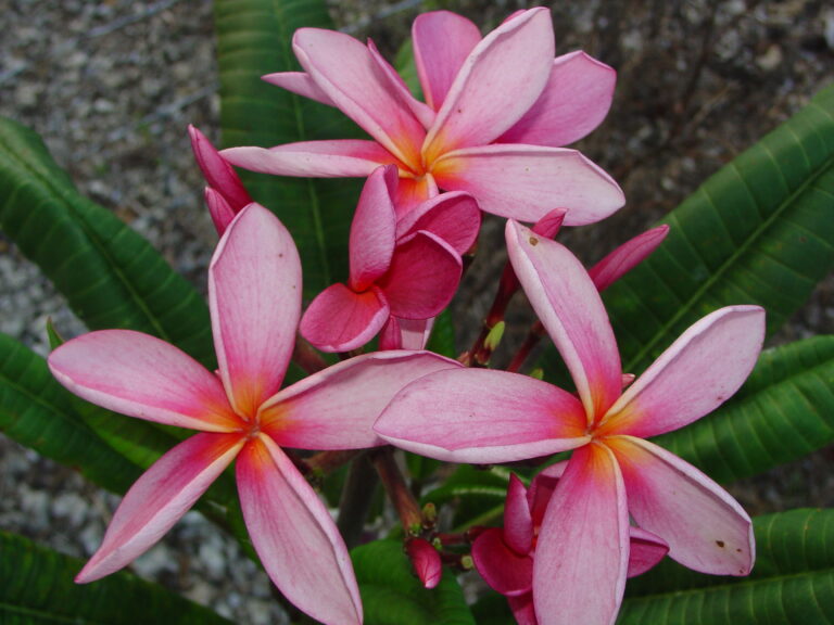 Thornton Lilac plumeria photo