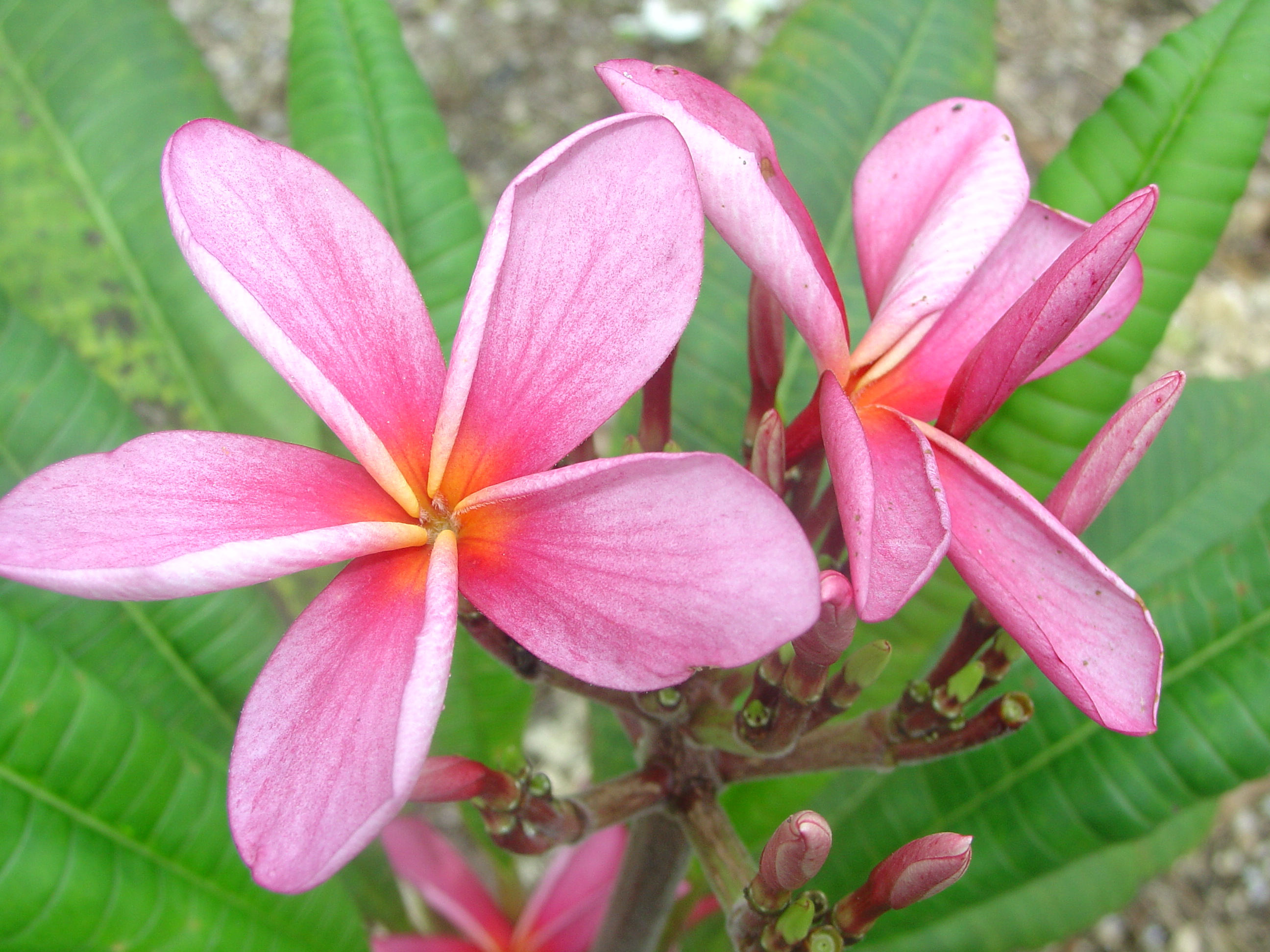 Thornton Lilac plumeria photo