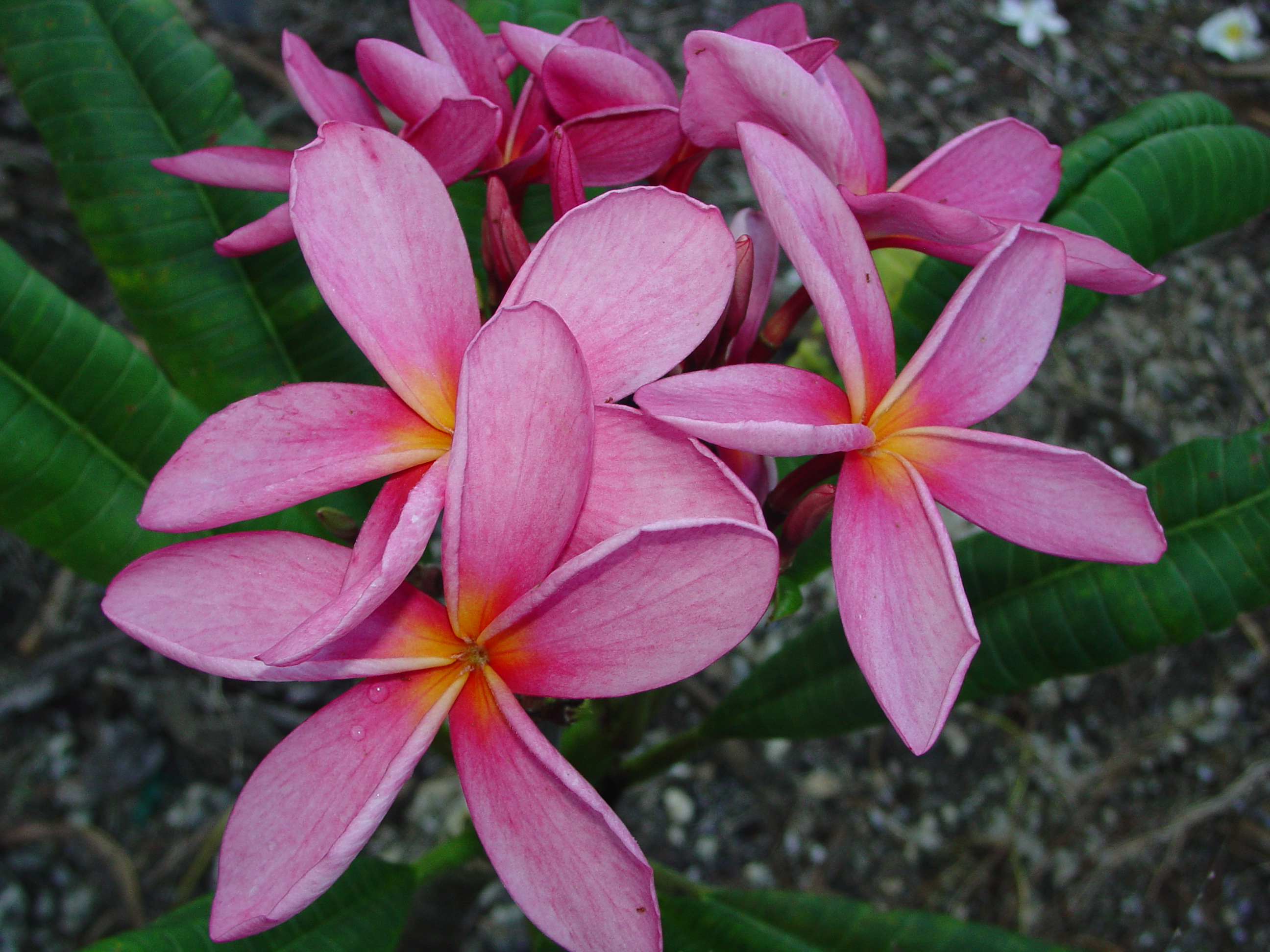 Thornton Lilac plumeria photo