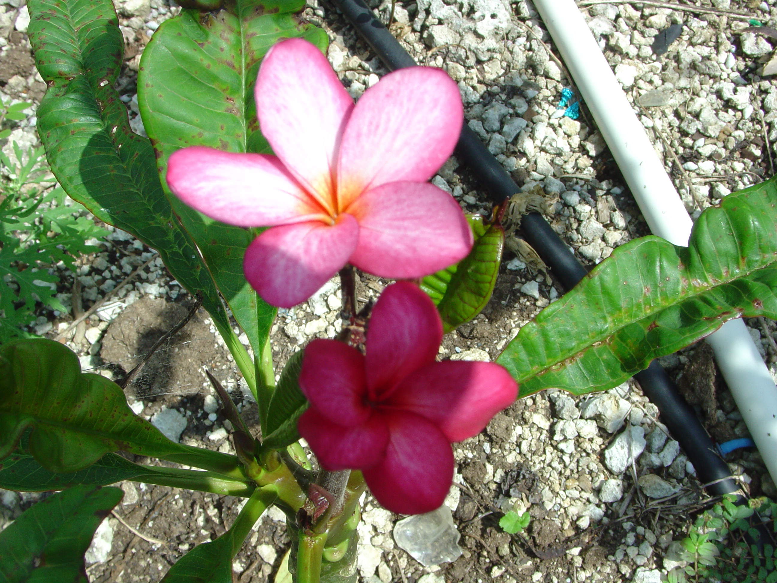 Thornton Raspberry plumeria photo