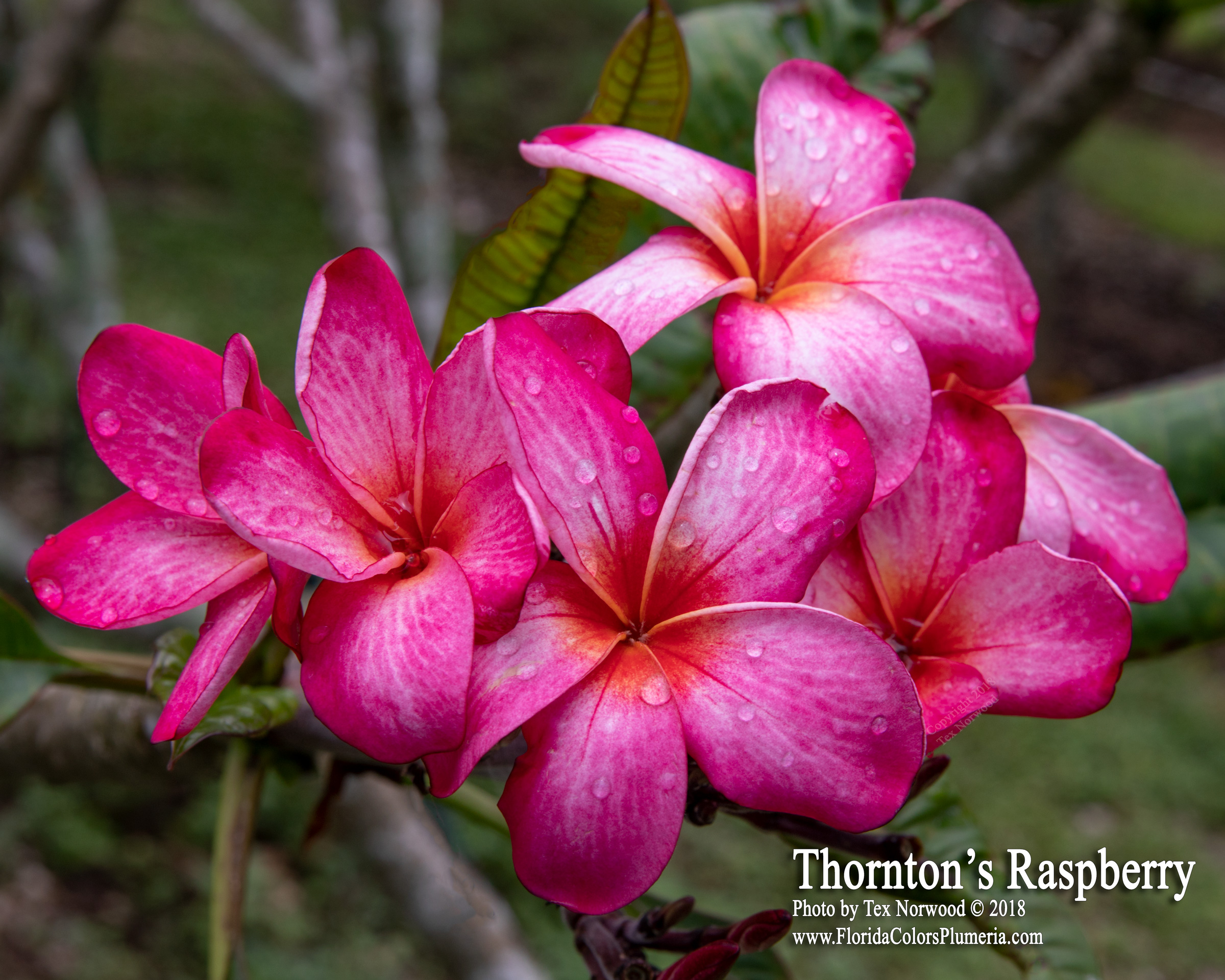 Thornton Raspberry plumeria photo