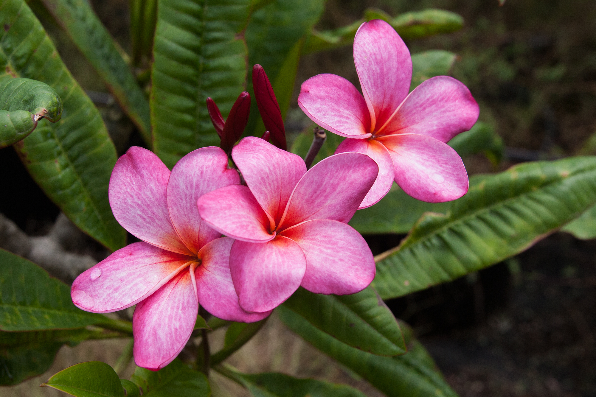 Thornton Raspberry plumeria photo