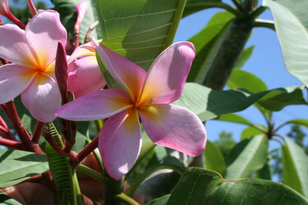 Thornton Texas Star plumeria photo