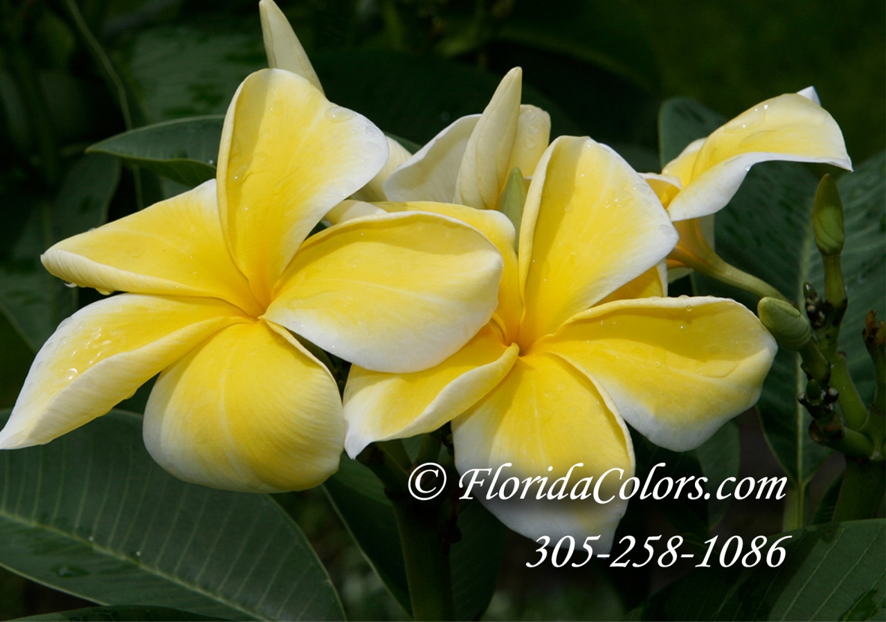 Lemon Drop plumeria photo