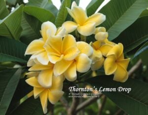 Lemon Drop plumeria photo