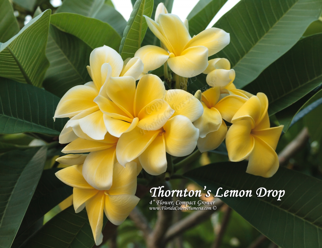 Lemon Drop plumeria photo