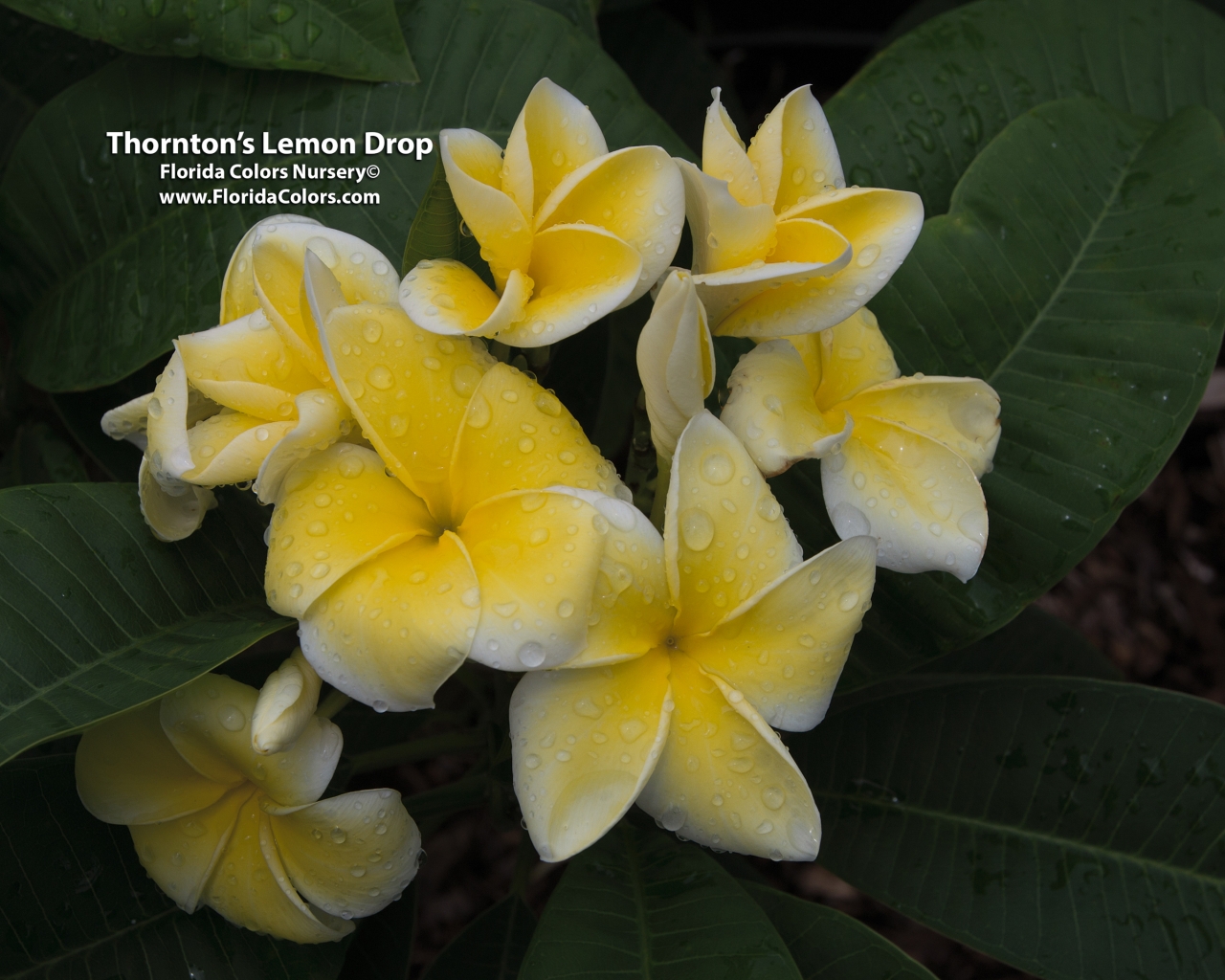 Lemon Drop plumeria photo