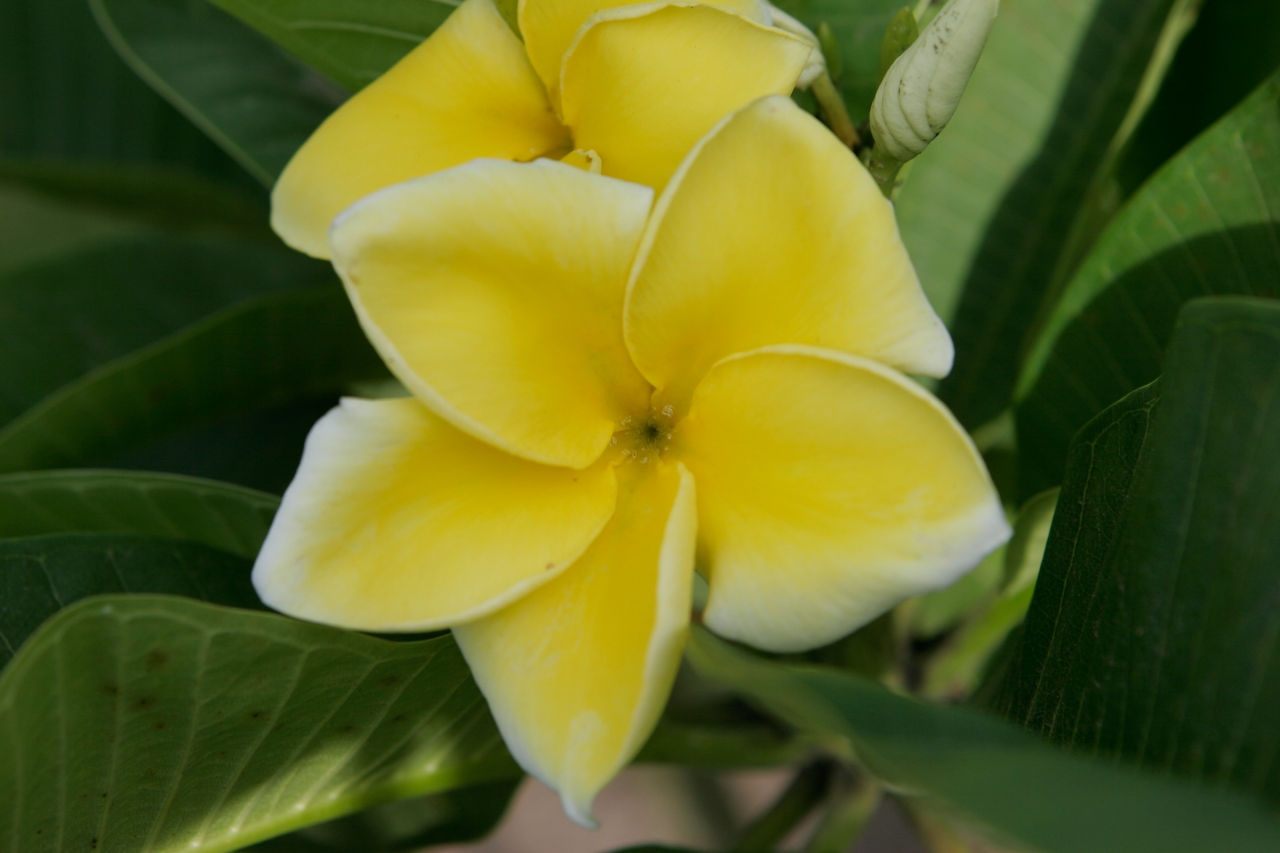 Lemon Drop plumeria photo