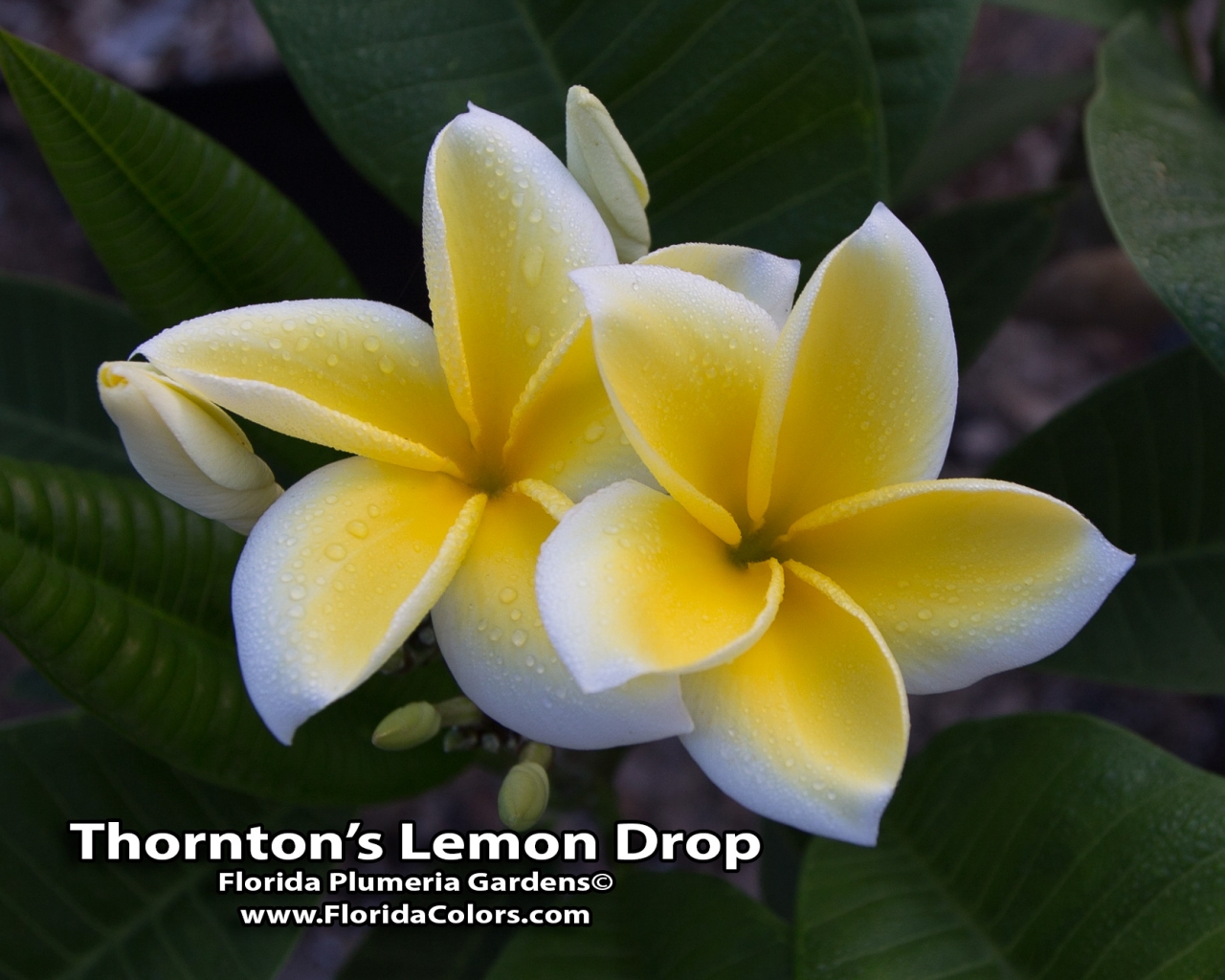 Lemon Drop plumeria photo