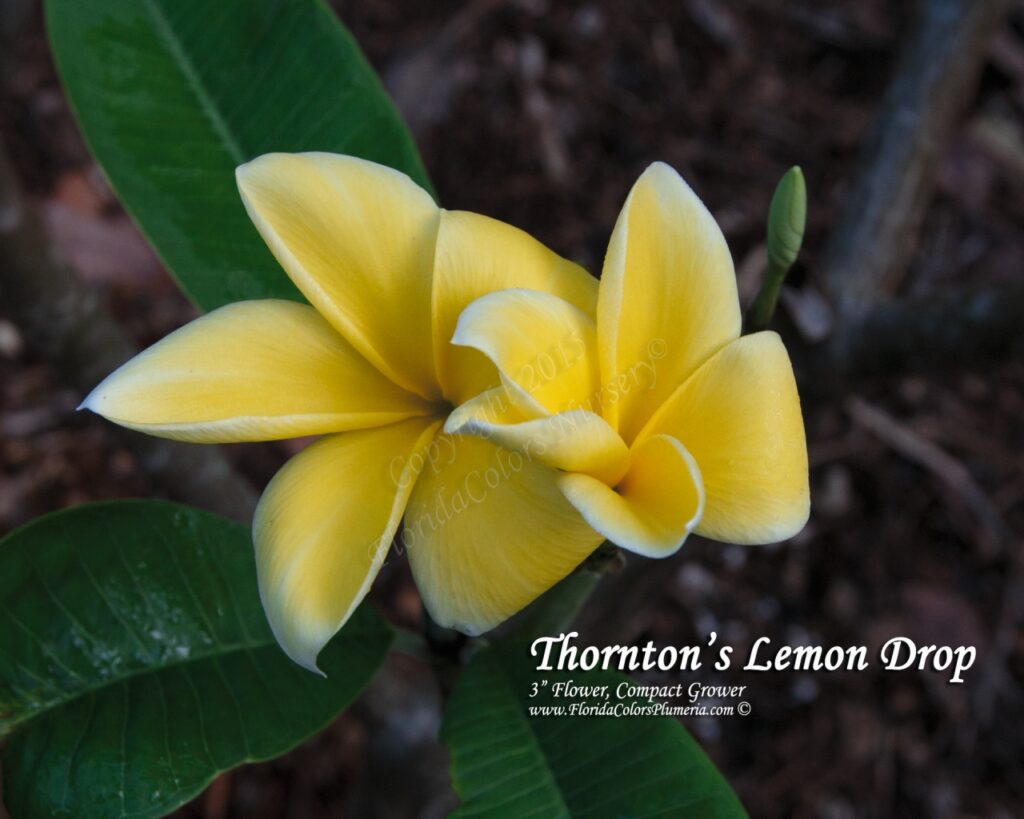 Lemon Drop plumeria photo