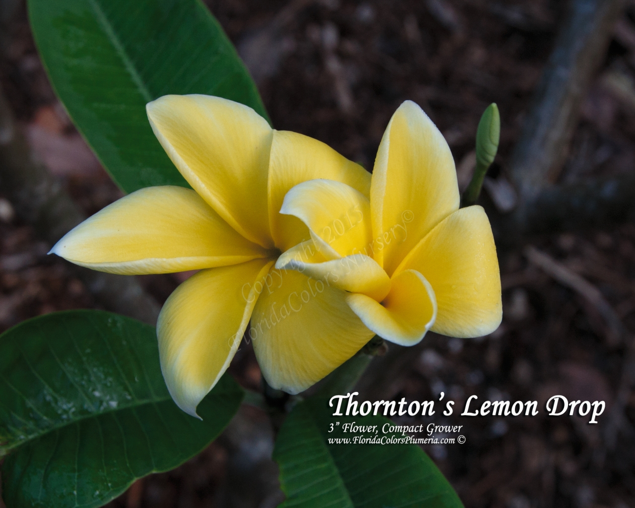 Lemon Drop plumeria photo