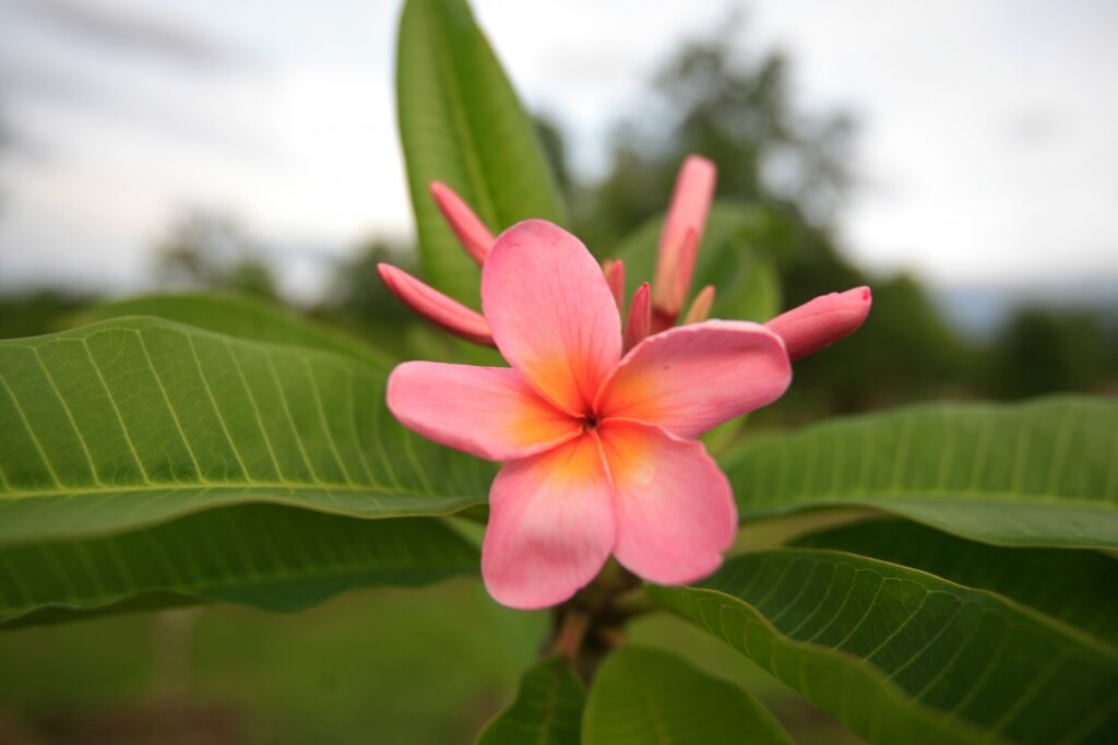 Maverick plumeria photo
