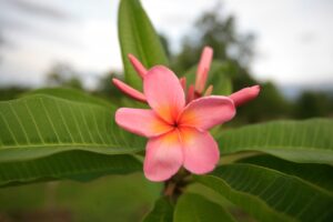 Maverick plumeria photo