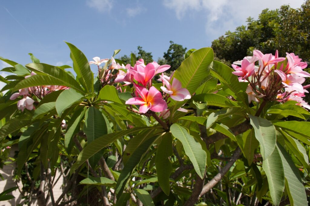 Maverick plumeria photo