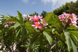 Maverick plumeria photo