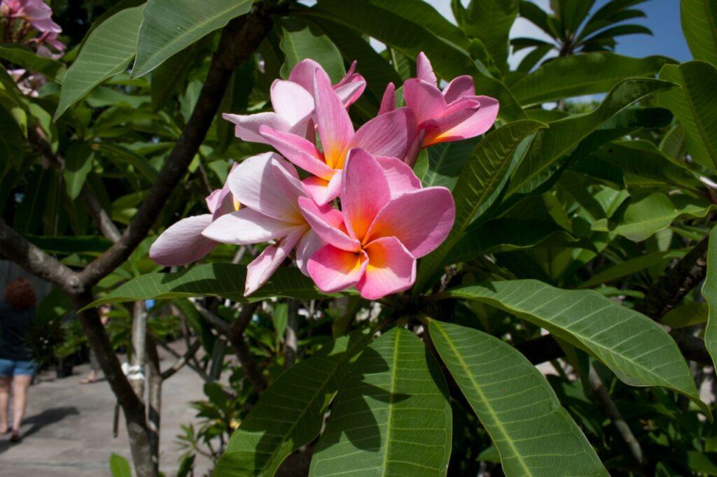 Maverick plumeria photo