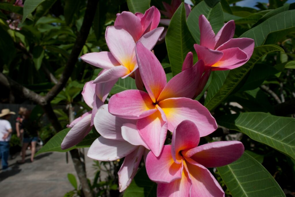 Maverick plumeria photo