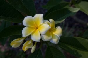 Lemon Drop plumeria photo