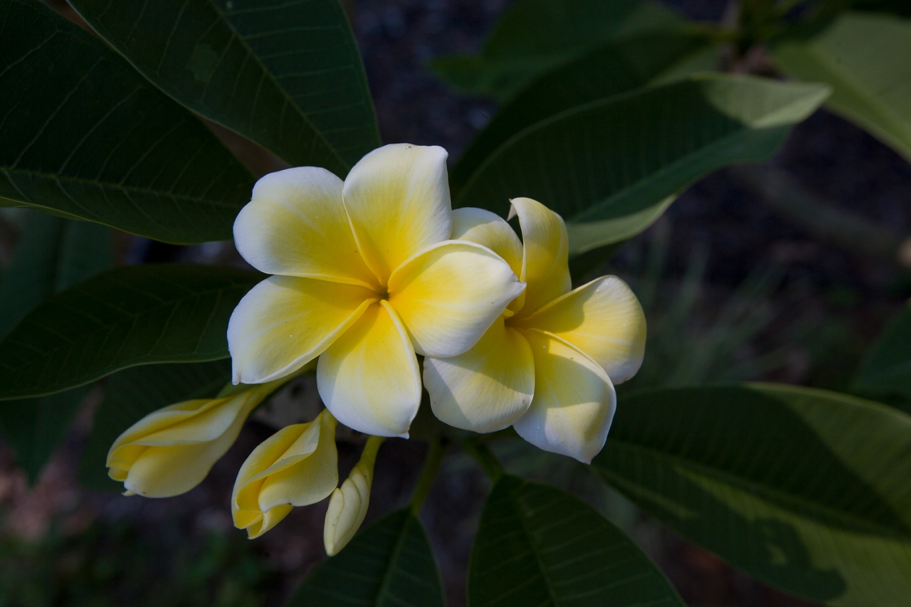 Lemon Drop plumeria photo