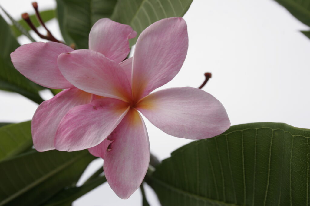 Thornton Texas Star plumeria photo