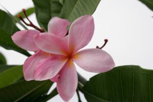 Texas Star plumeria