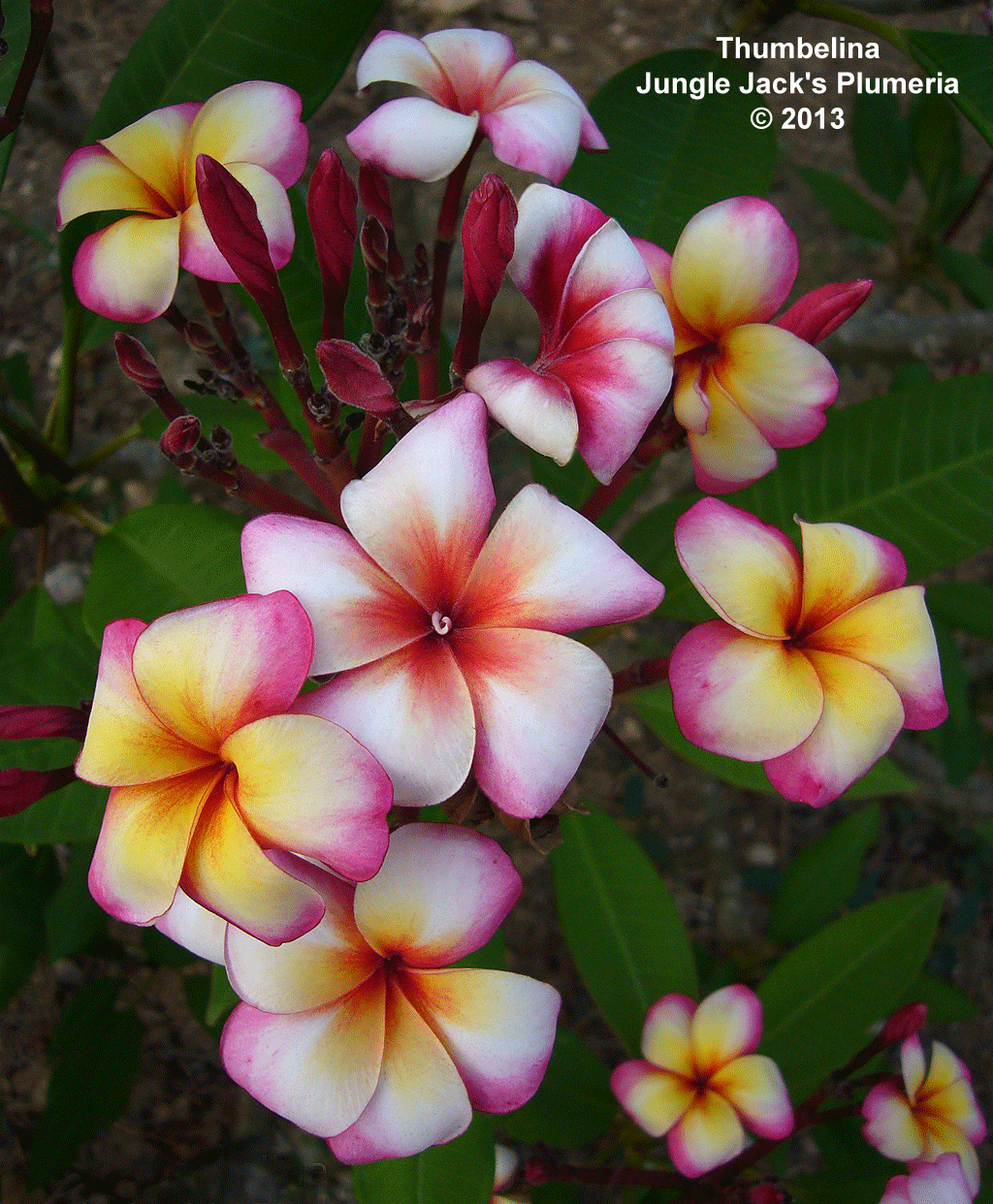 JJ Thumbalina plumeria photo