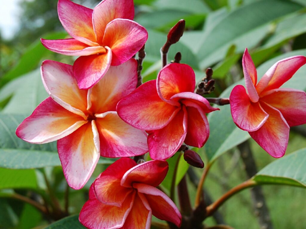 Tiger – J50 plumeria photo