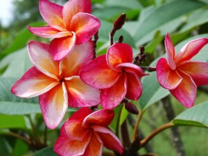 Tiger &ndash; J50 plumeria
