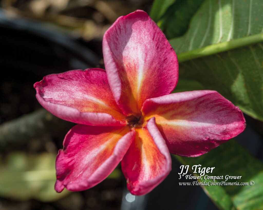 Tiger – J50 plumeria photo