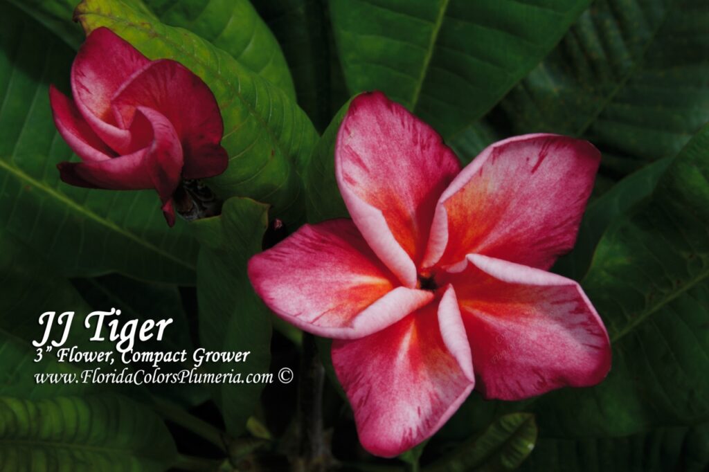 Tiger – J50 plumeria photo