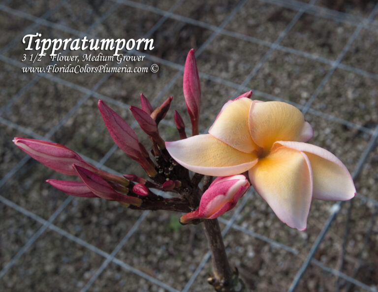 Tippratumporn plumeria photo
