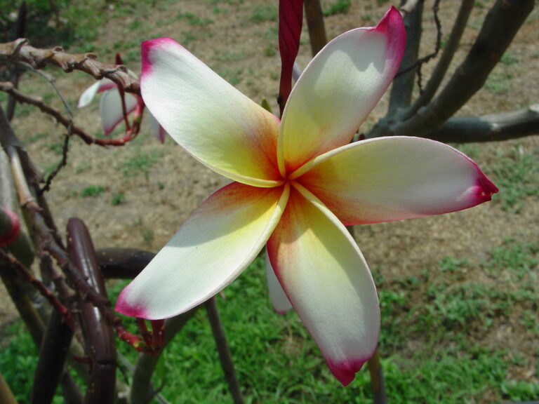 Titanic plumeria photo