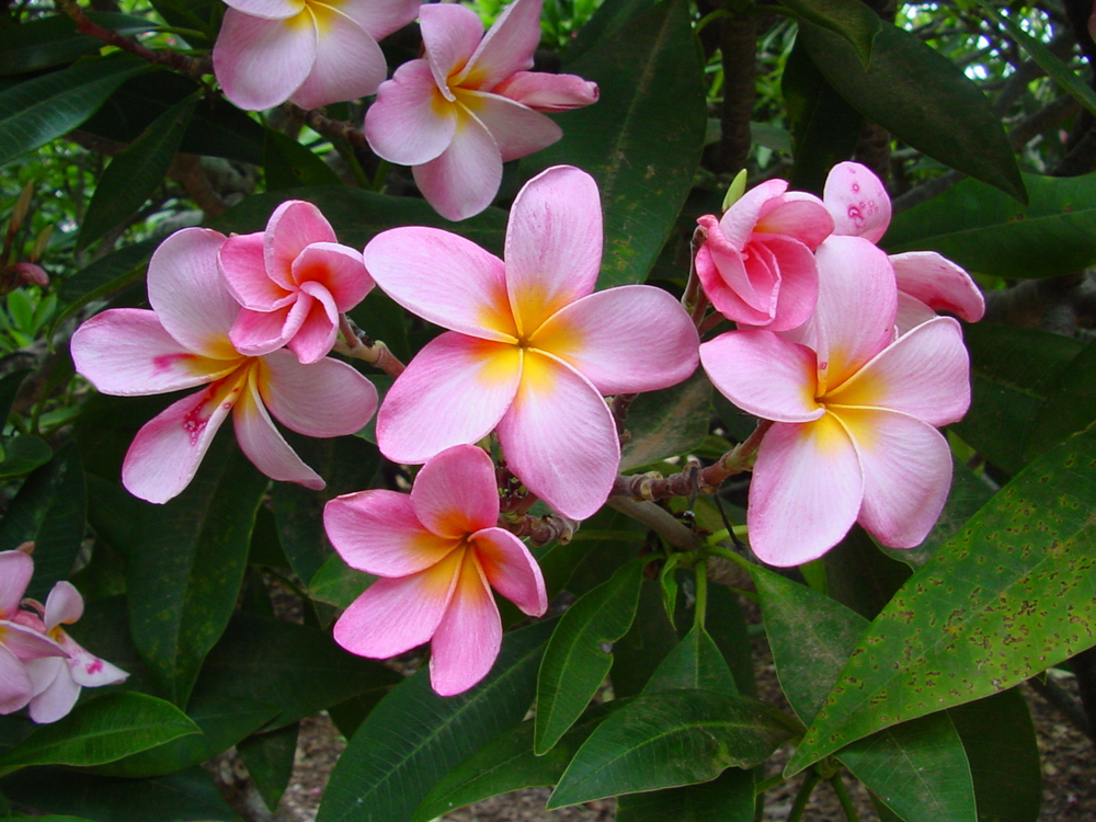 Tomlinson plumeria photo