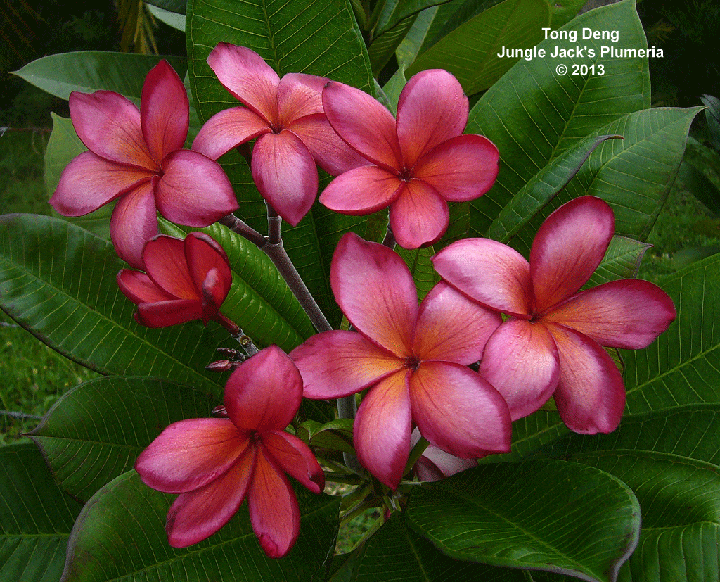 Tong Deng plumeria photo