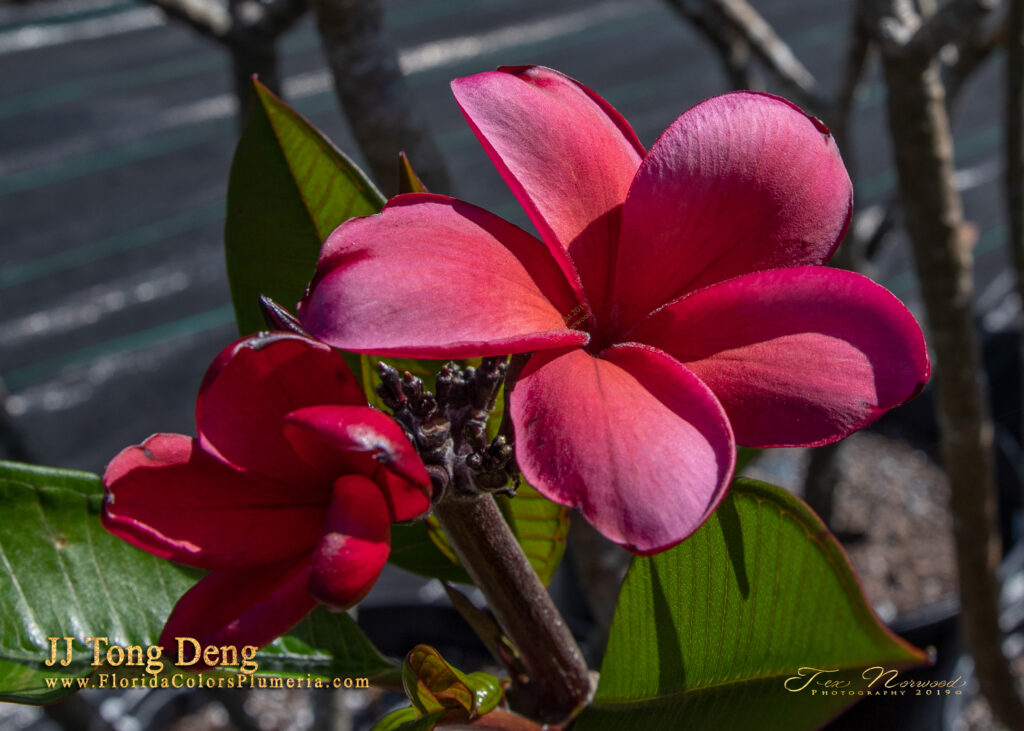 Tong Deng plumeria photo