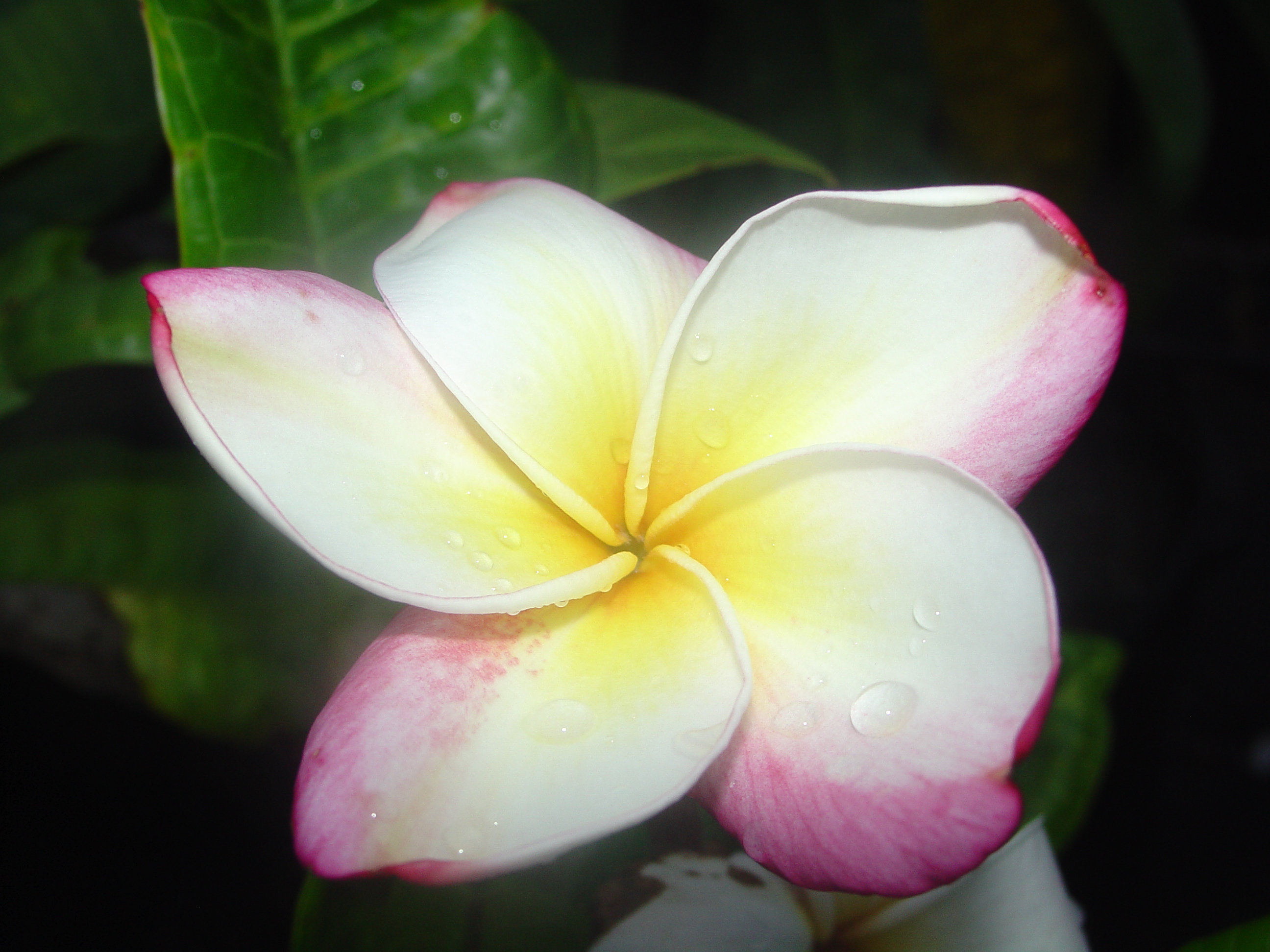 Tropic World plumeria photo