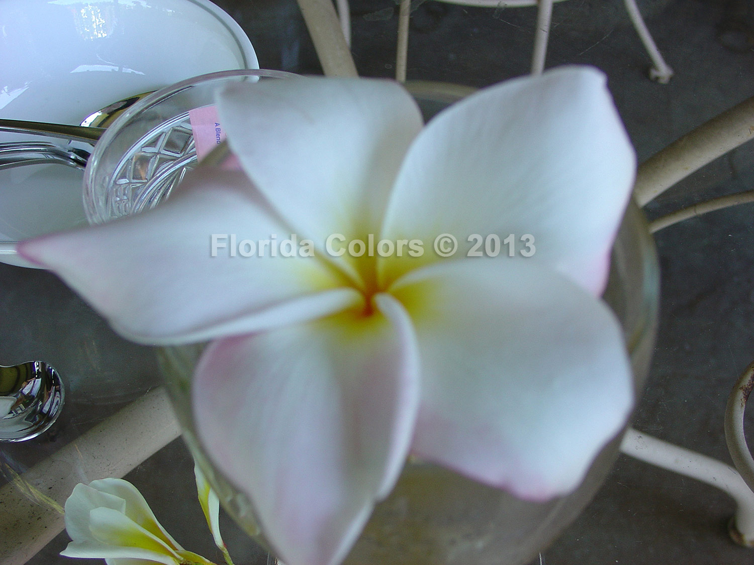 Tropic World plumeria photo