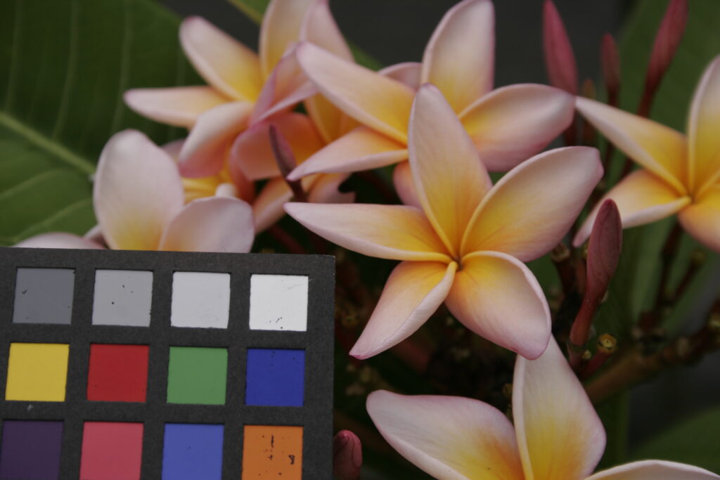 Ucu plumeria photo