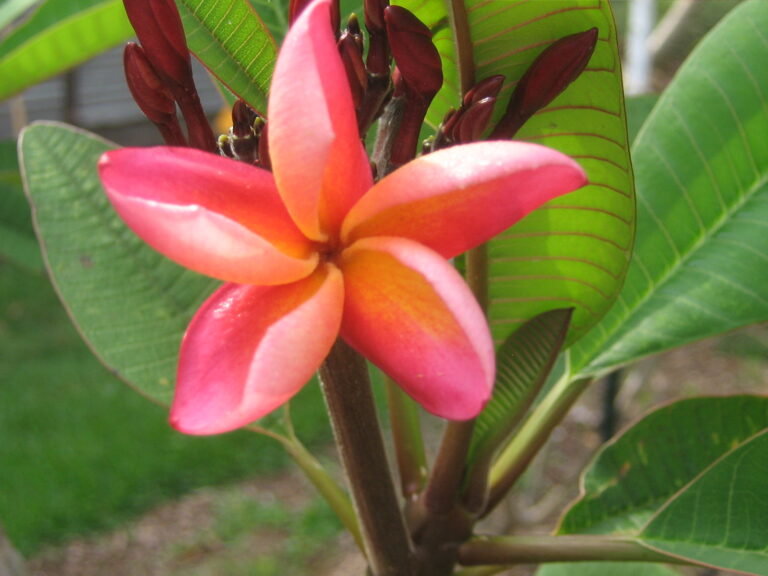 Ulu Pandan plumeria photo