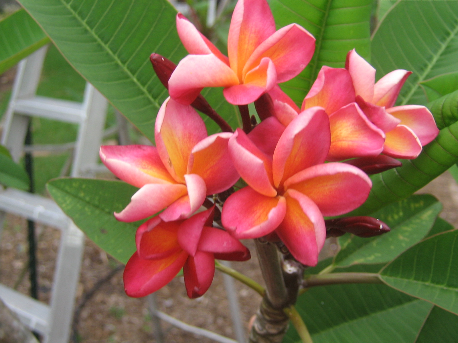 Ulu Pandan plumeria photo