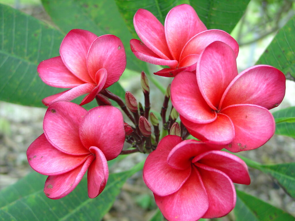 Cherry Pink plumeria photo