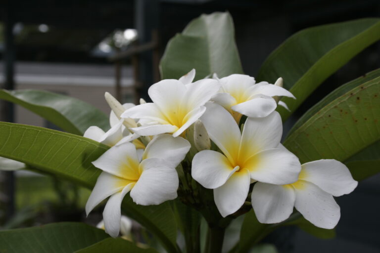 Unknown White plumeria photo