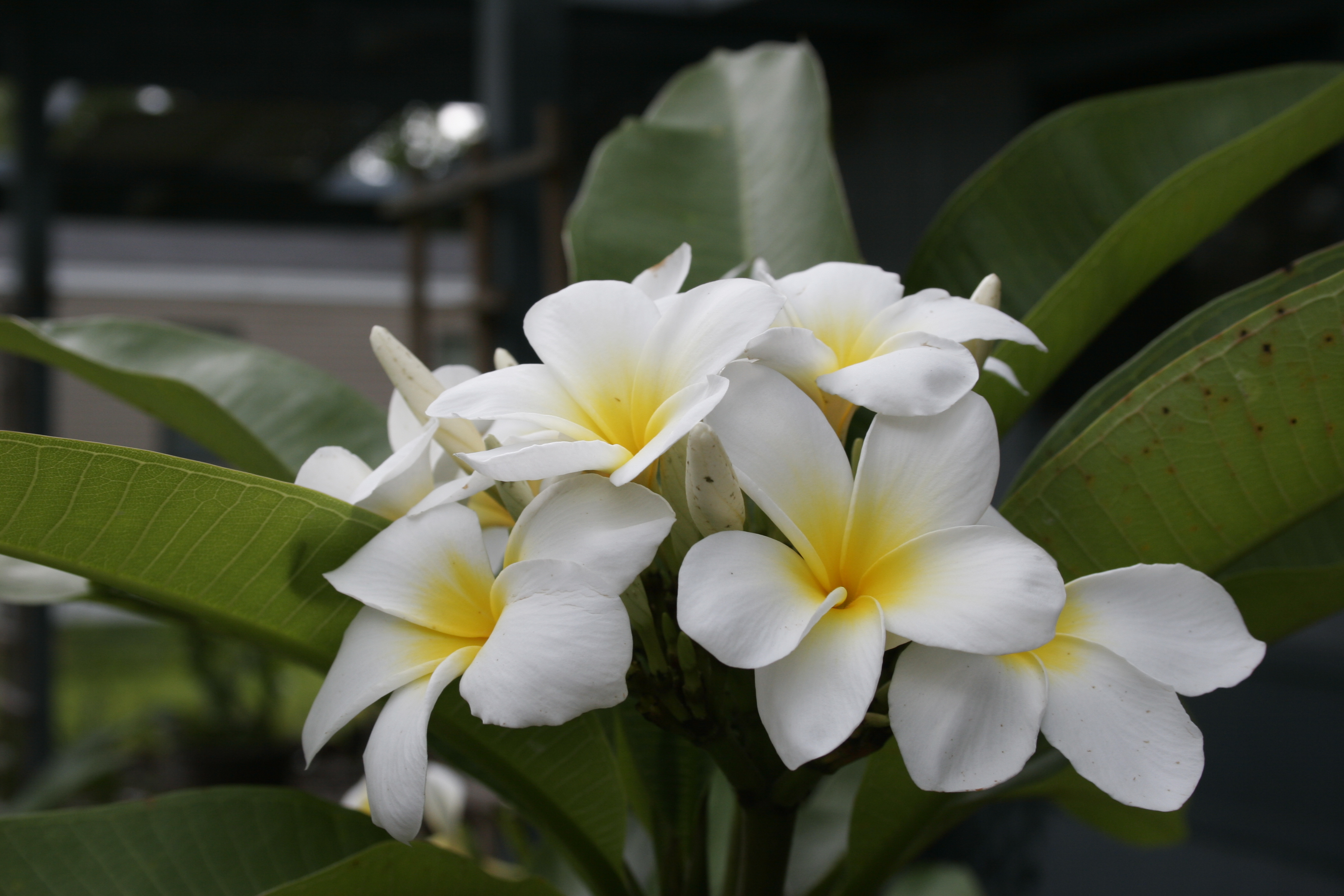 Unknown White plumeria photo